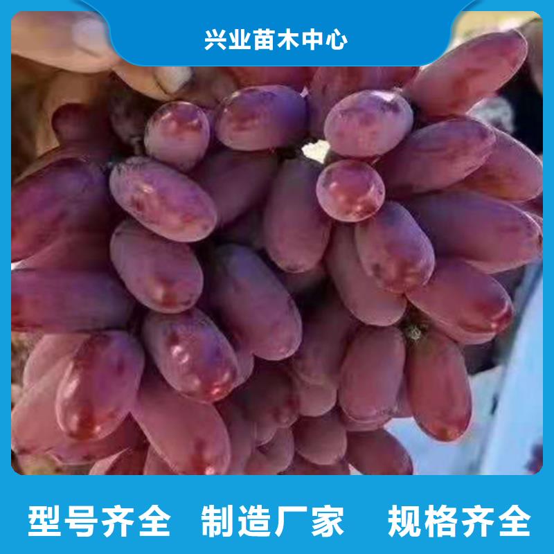 品质商家【兴业】葡萄梨树苗品质优选