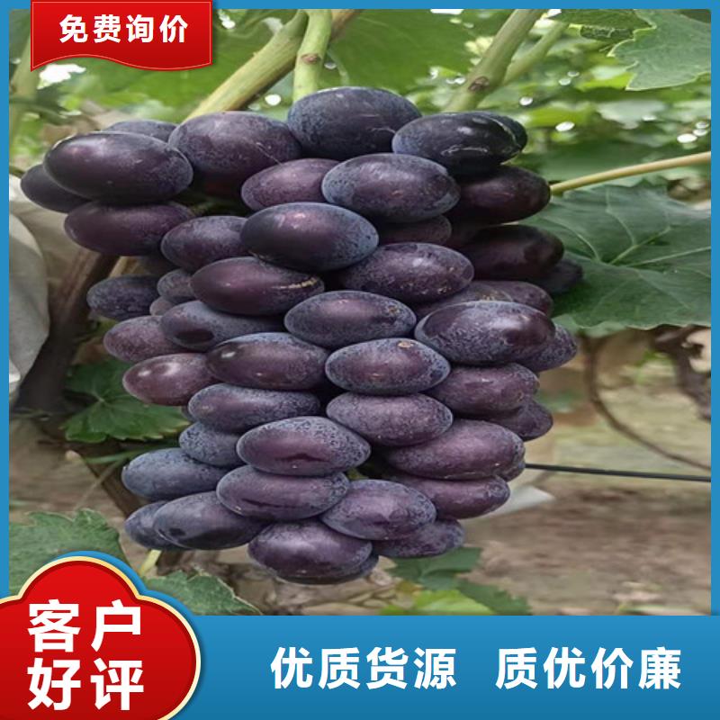 黑色甜菜葡萄树产地价格