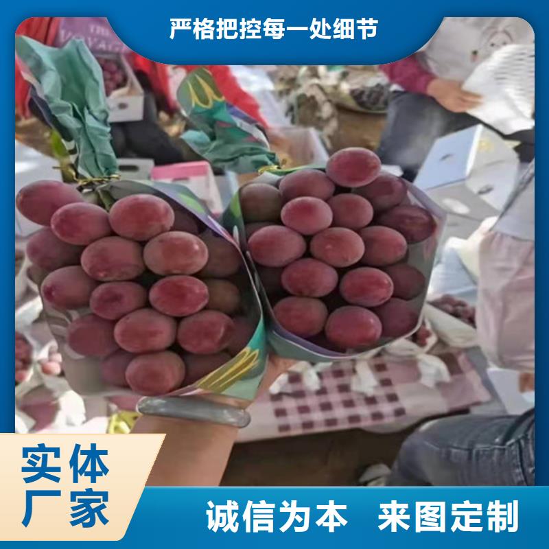 品质商家【兴业】葡萄梨树苗品质优选