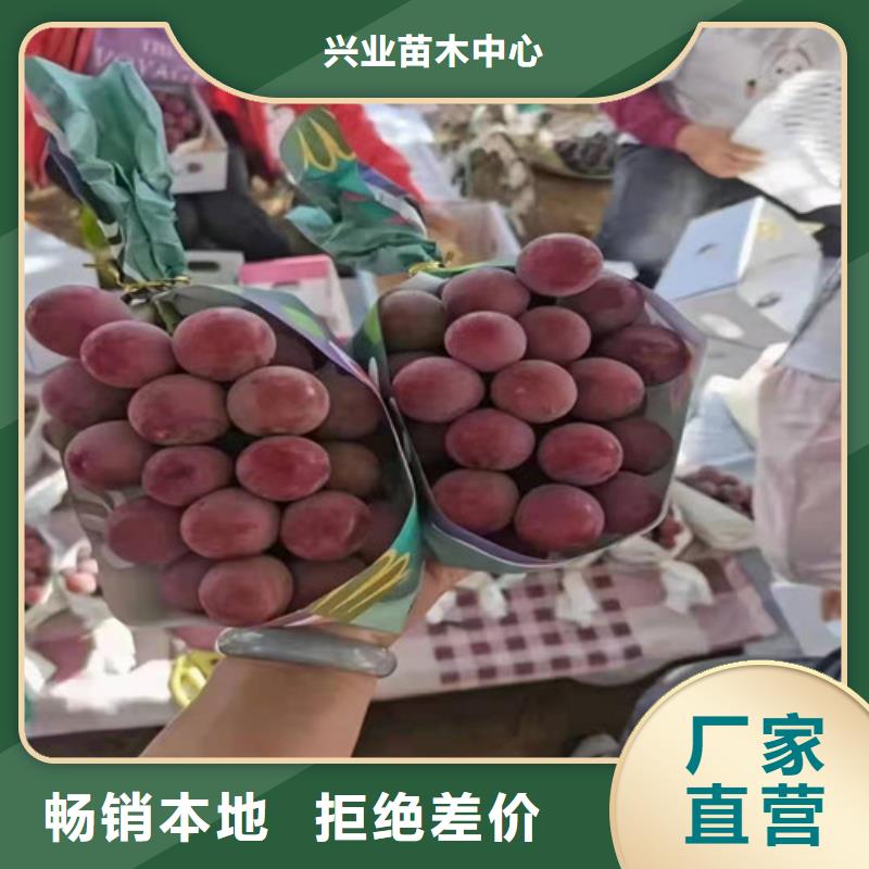 三沙市中国红玫瑰葡萄苗价格