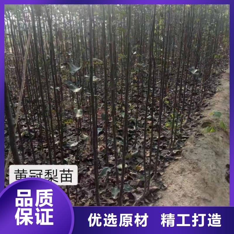 梨梨树苗基地真正让利给买家