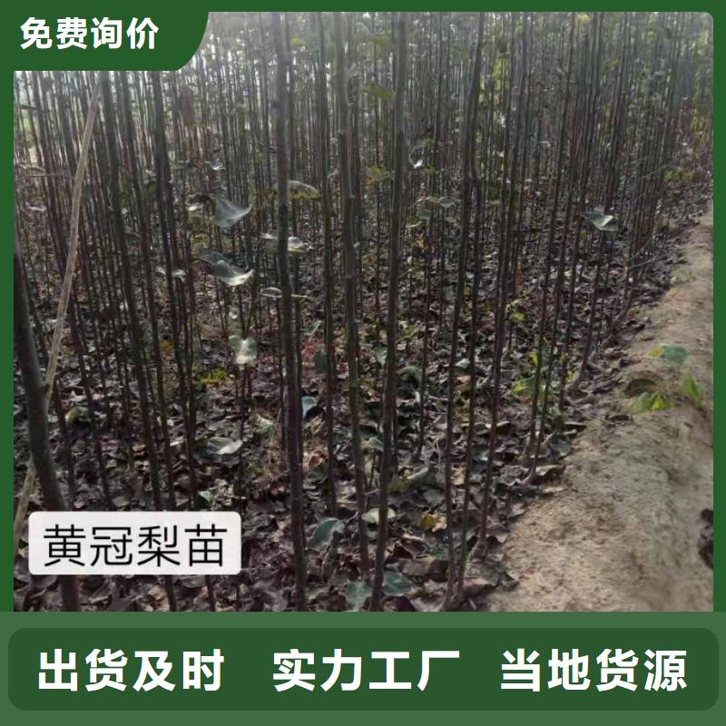 秋月梨种植苗量大从优