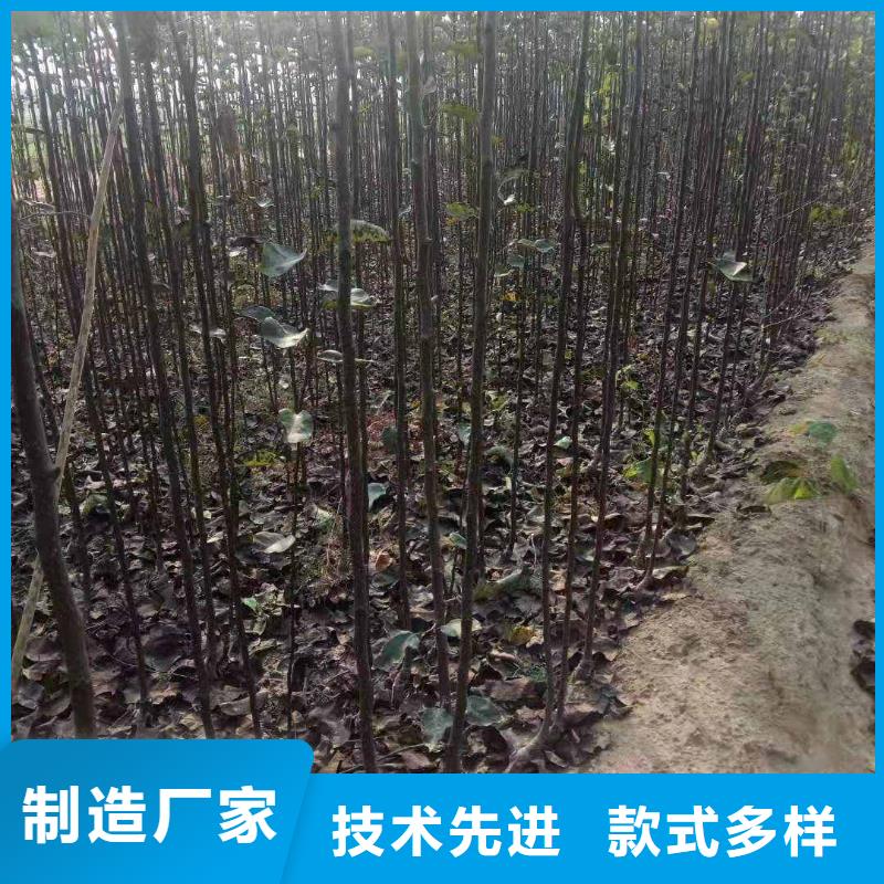 【梨_瑞蟠101桃树苗货源稳定】