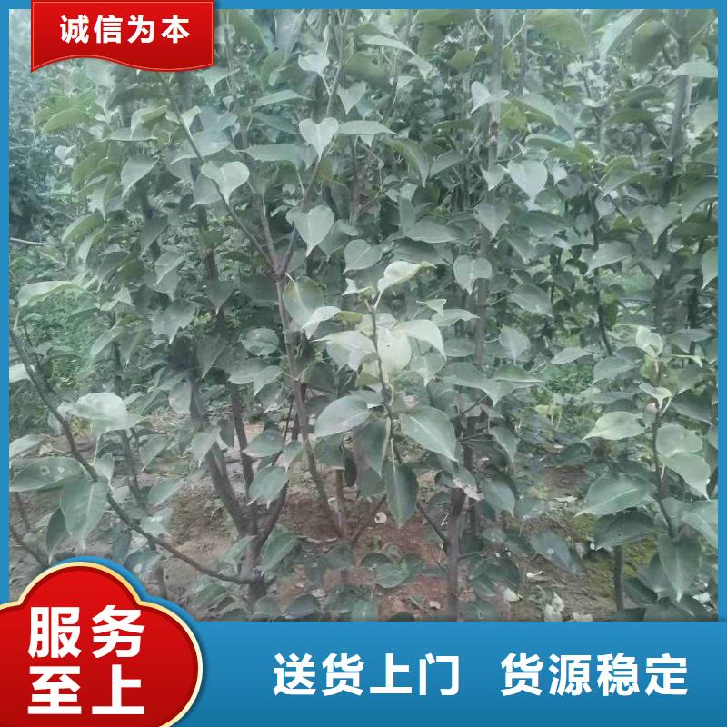 秋月梨种植苗病虫防治