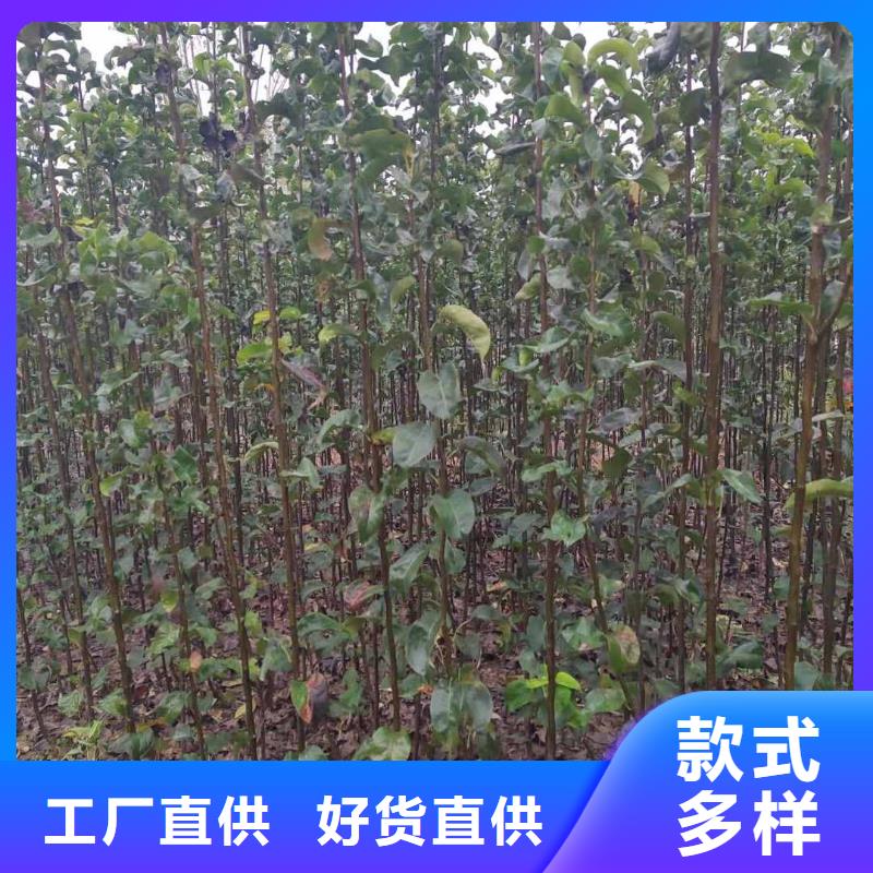 秋月梨种植苗价格