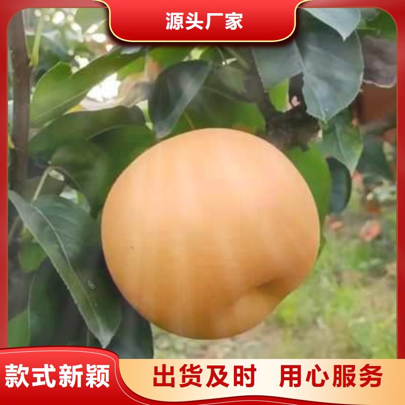 秋月梨种植苗什么品种好