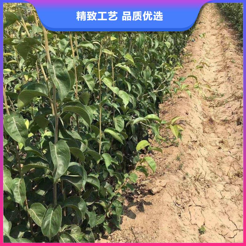 秋月梨种植苗成活率高