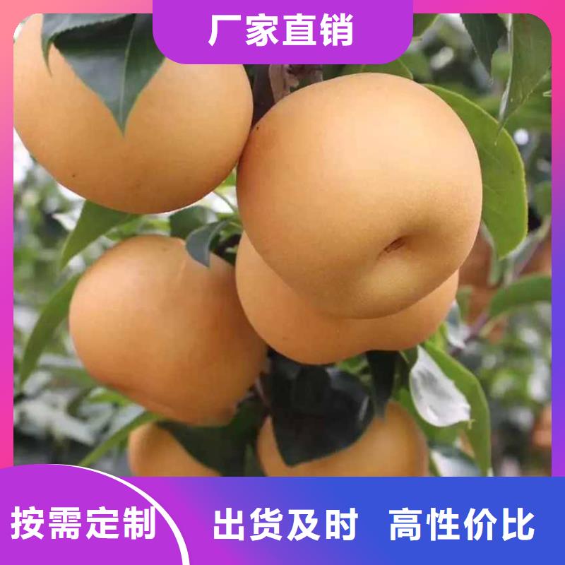 秋月梨种植苗种植方法