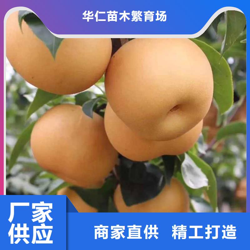 秋月梨种植苗一亩地利润
