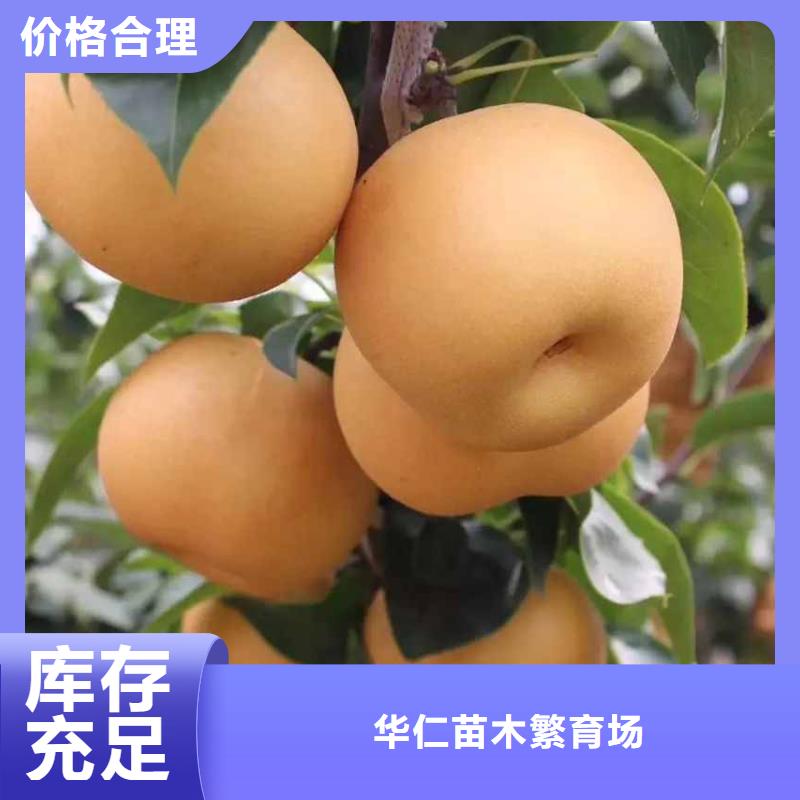 秋月梨苗新品种