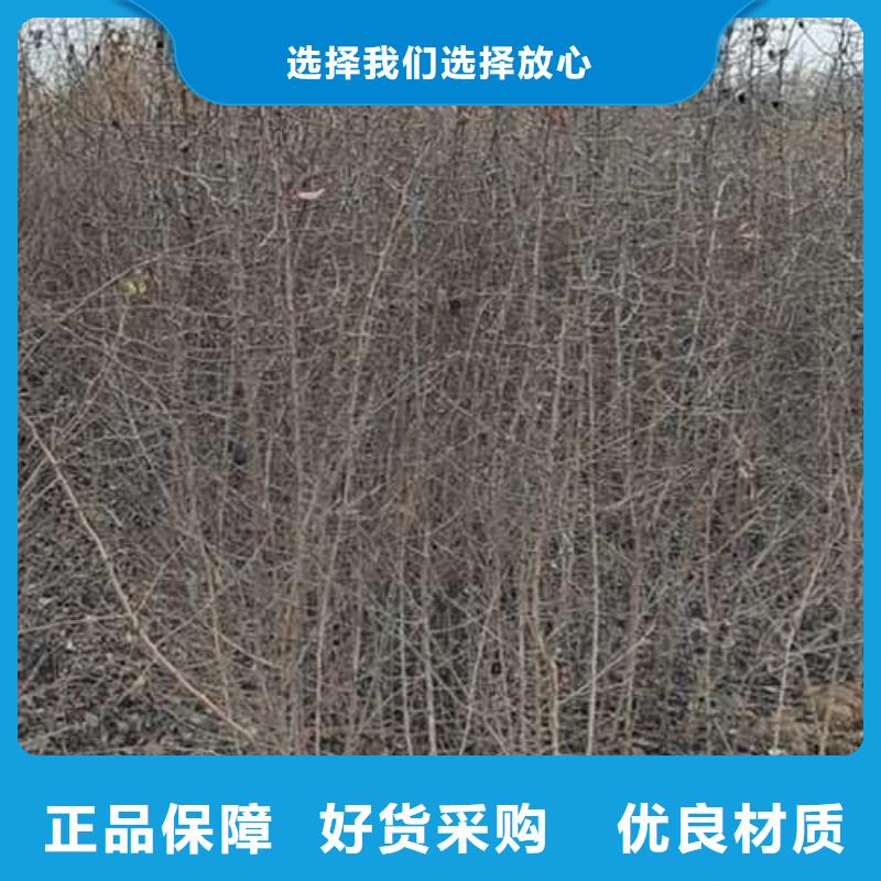 杜梨小苗种植基地