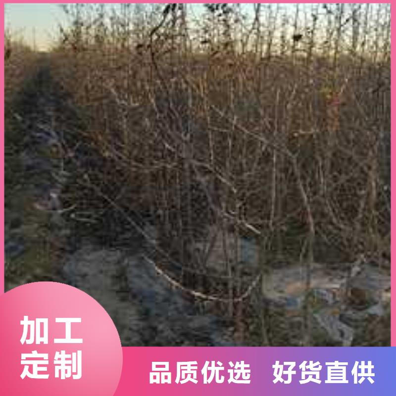 【杜梨梨树苗基地源头厂商】