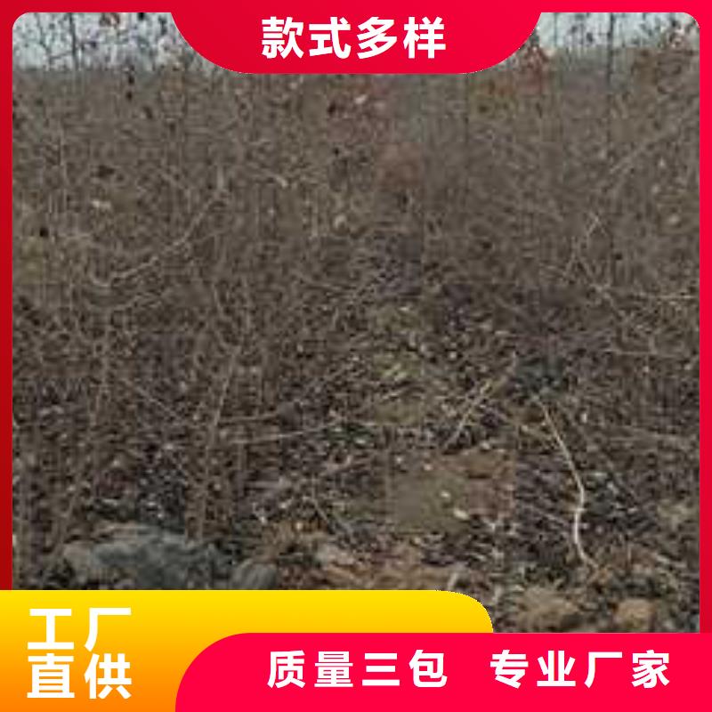 【杜梨梨树苗基地实体厂家支持定制】