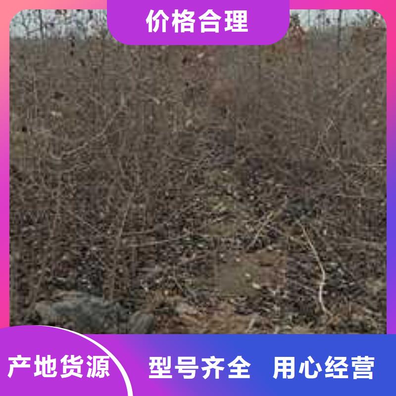 杜梨黄冠梨树苗品质有保障