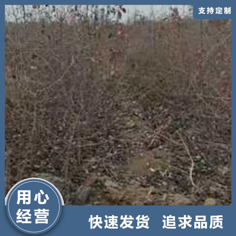 杜梨梨树苗基地供您所需