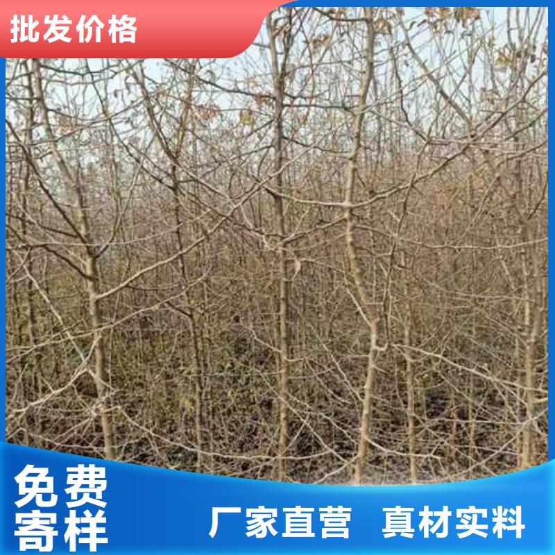 杜梨小苗种植基地