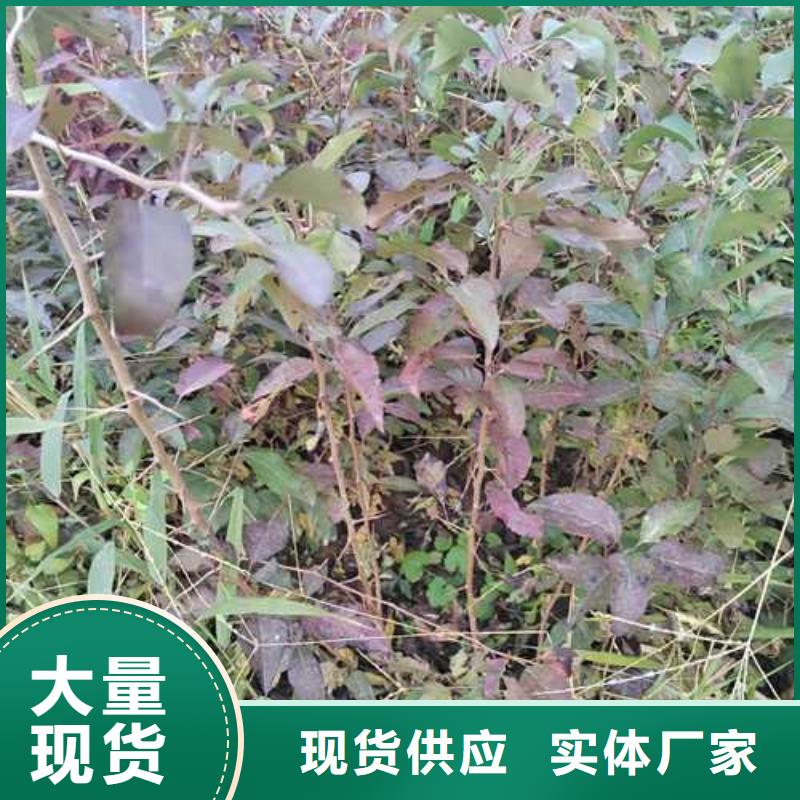 杜梨小苗种植基地