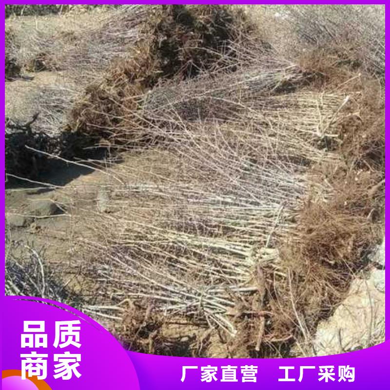 【杜梨梨树苗基地源头厂商】