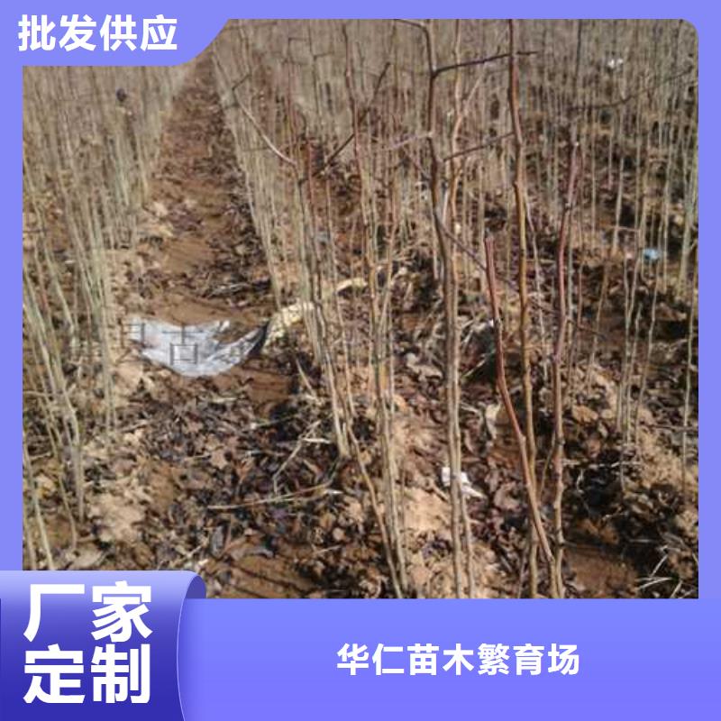 杜梨奥红全红梨树苗量大更优惠