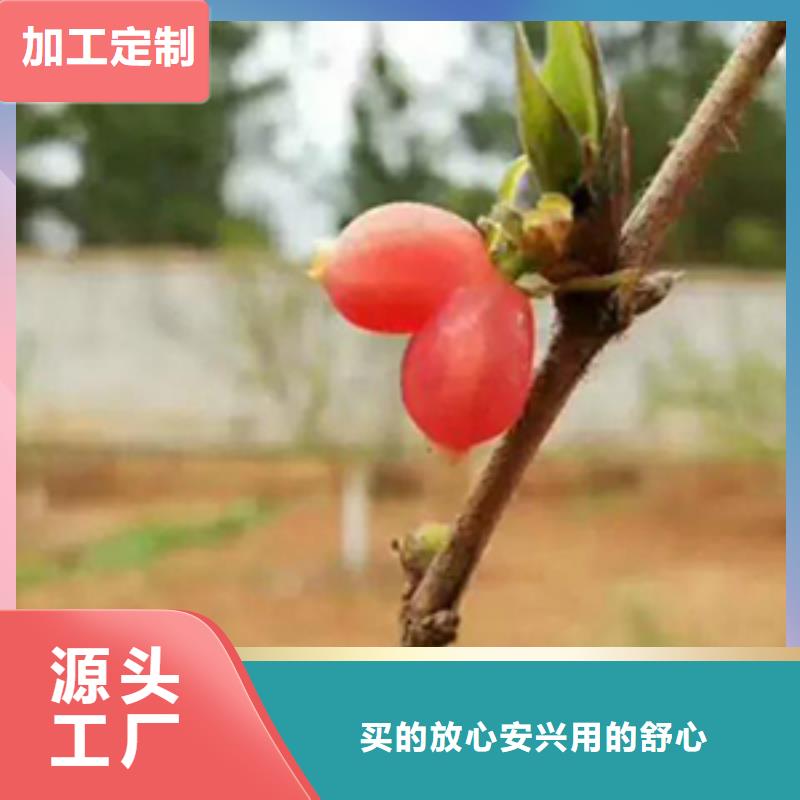 优选【轩园】杈杷果樱桃苗工厂认证