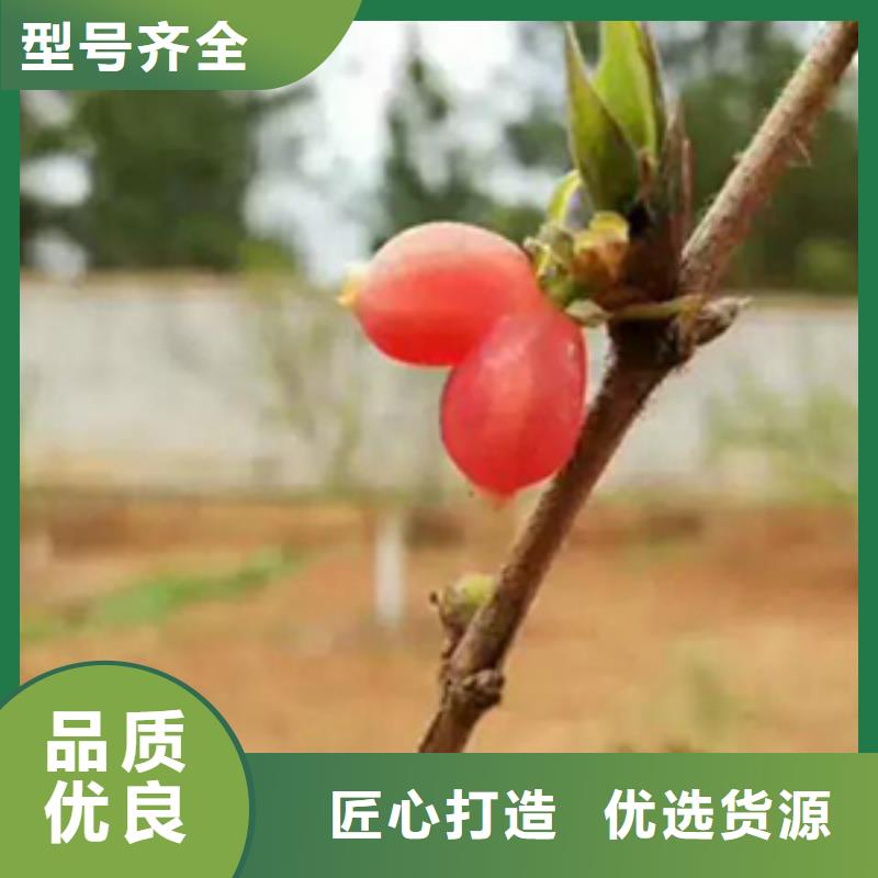 杈杷果-樱桃苗当地厂家值得信赖