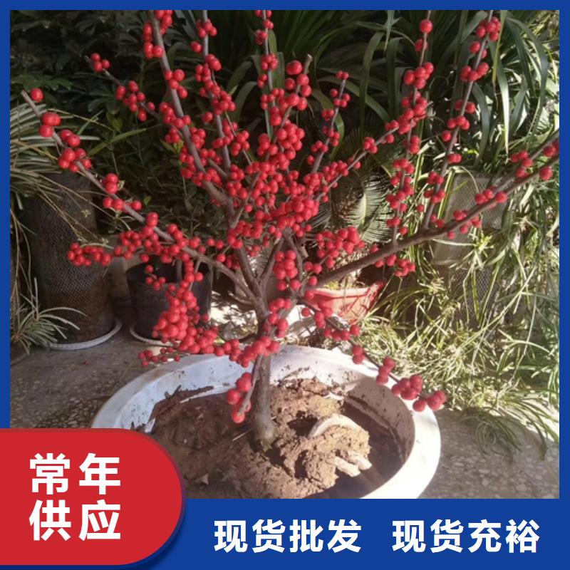 北美冬青价格多少一棵种植基地