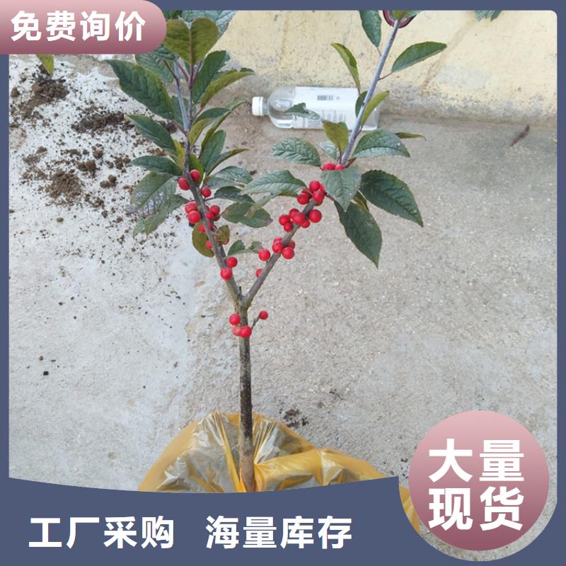 北美冬青价格多少一棵种植基地