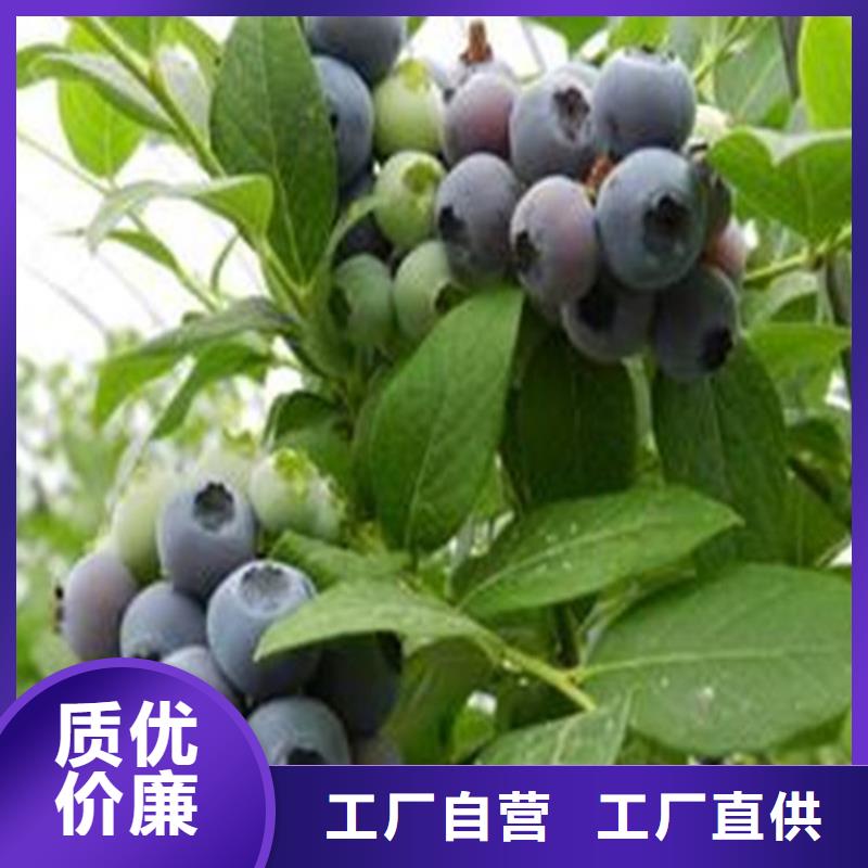 咨询{轩园}【蓝莓苗】桃树苗出货及时