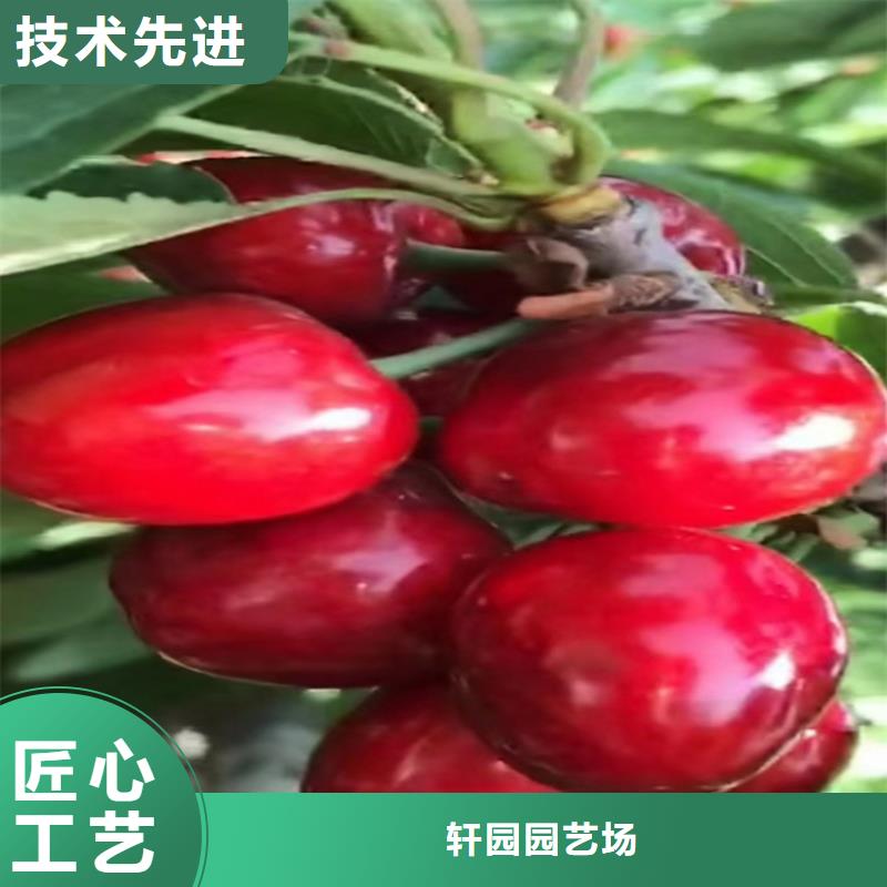 【樱桃-桃树苗品种全】