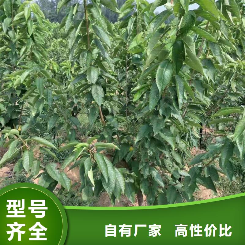 矮化车厘子苗种植基地