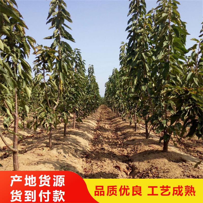 大樱桃树苗什么时间移栽最好