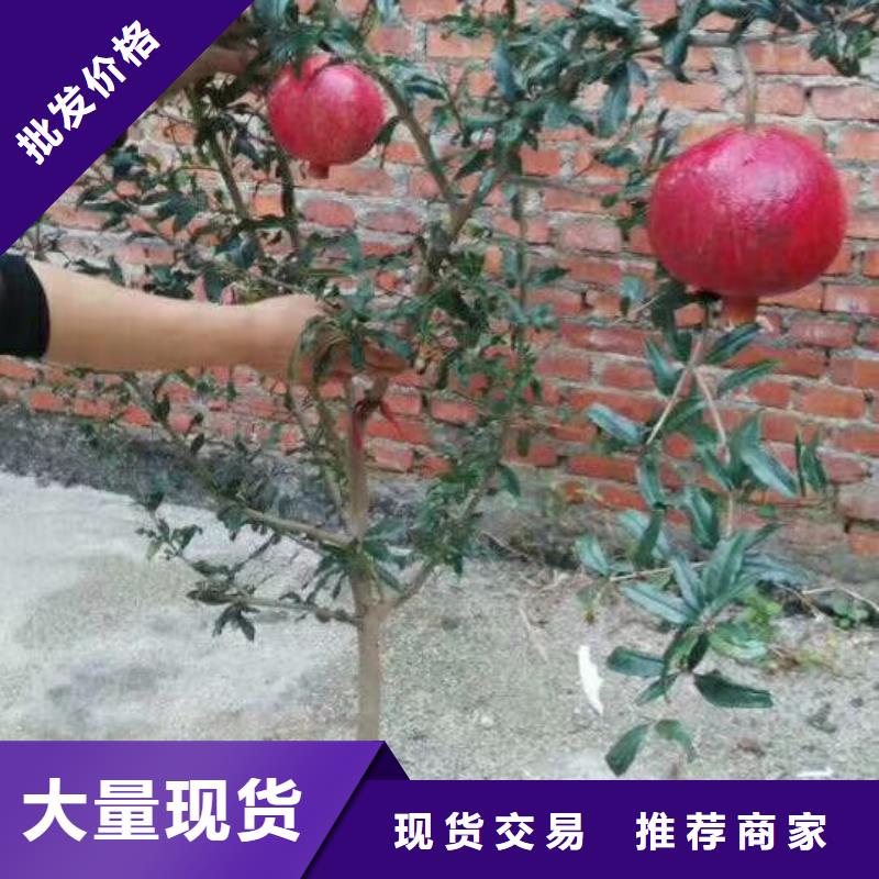 石榴无花果苗一站式厂家