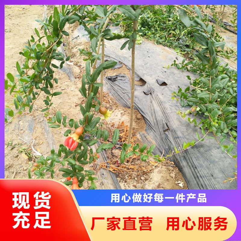 软籽石榴苗育苗基地