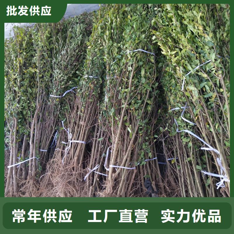 石榴苹果苗产品参数