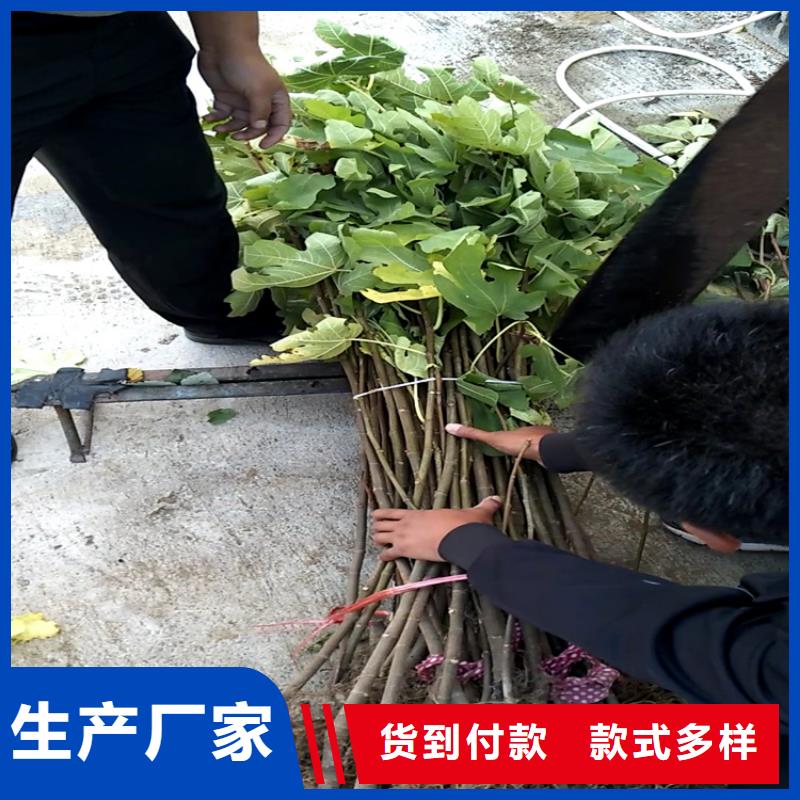 无花果桃树苗实力商家推荐