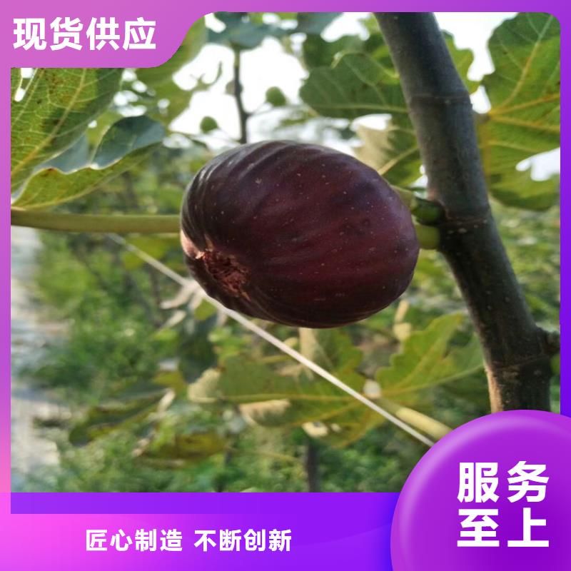 无花果,无花果苗批发价格