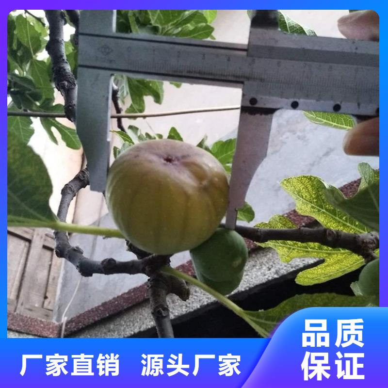 【无花果桃树苗实力优品】