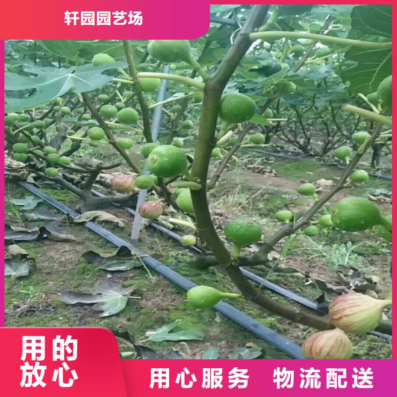 【无花果桃树苗实力优品】