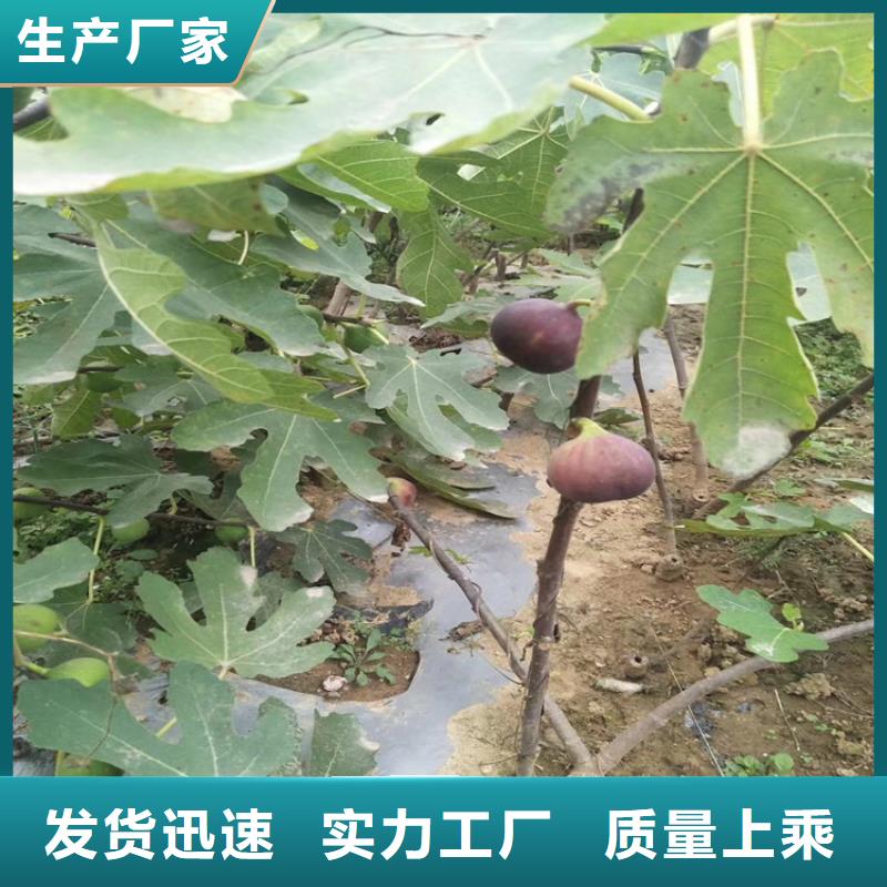 无花果桃树苗实力商家推荐