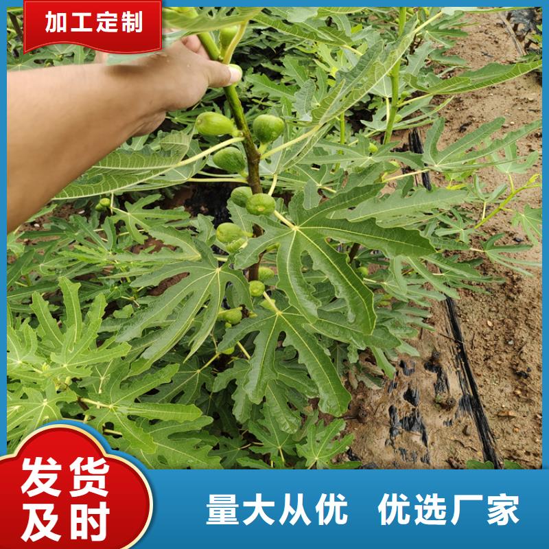 【无花果】,石榴树满足您多种采购需求