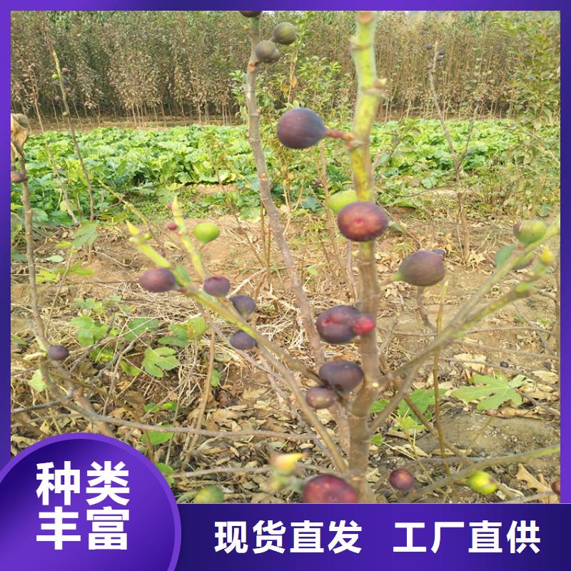 无花果梨树苗品质值得信赖