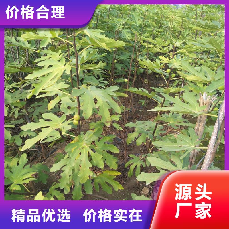 无花果桃树苗实力商家推荐