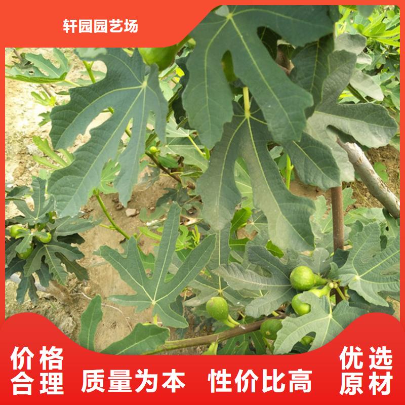 无花果,无花果苗批发价格