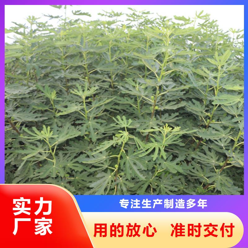 无花果樱桃苗定制批发