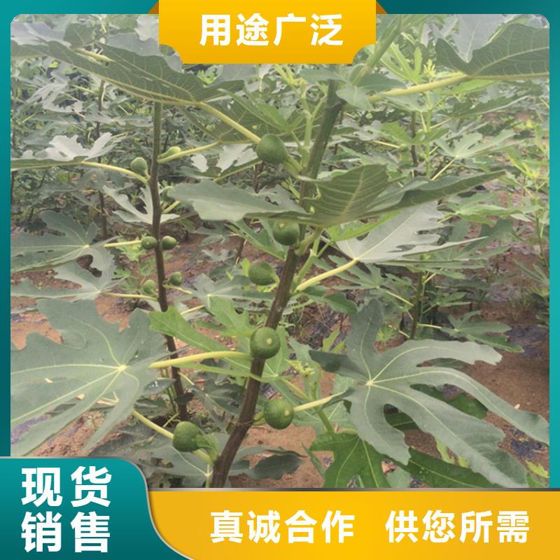 无花果樱桃苗定制批发