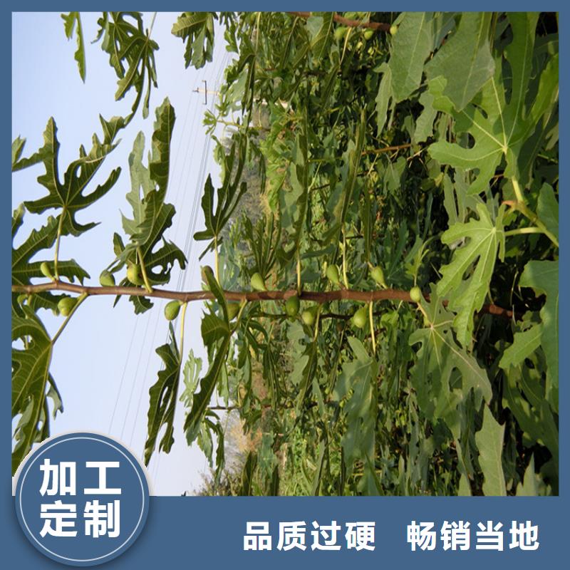 【无花果-苹果苗品牌专营】