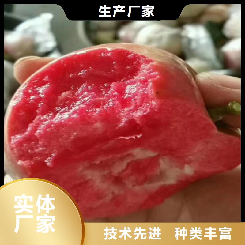 苹果葡萄苗量少也做