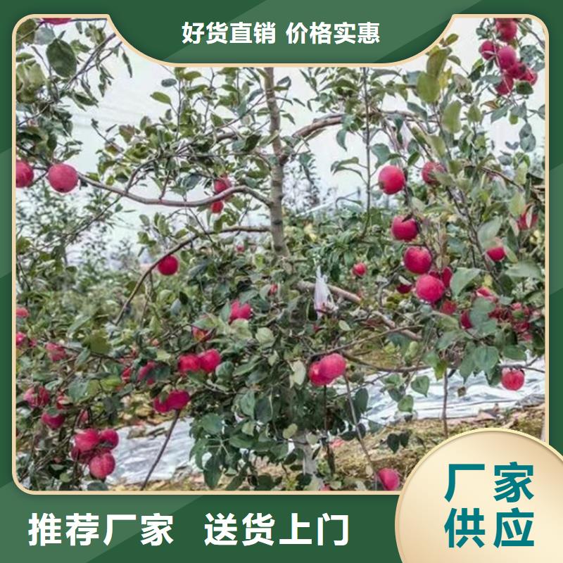 制造厂家<轩园>【苹果】 桃树苗品种全