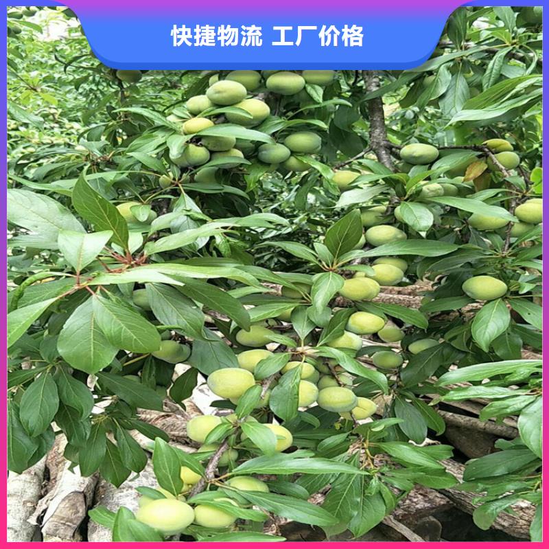 李子苹果苗种类多质量好