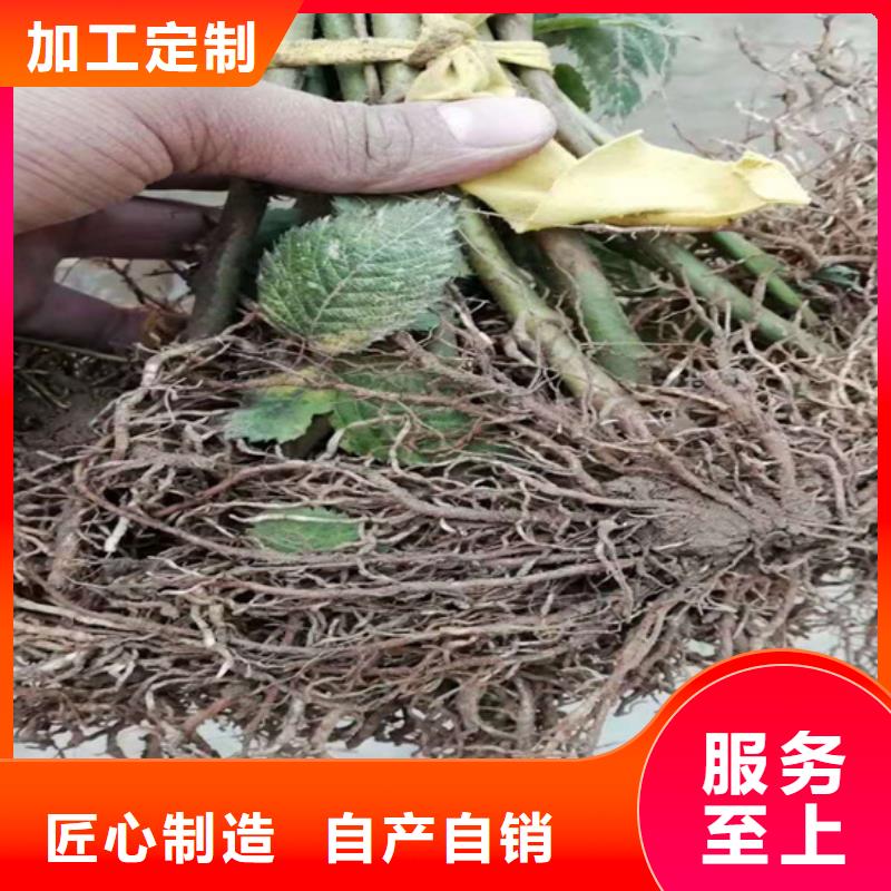 树莓【桃树苗】讲信誉保质量